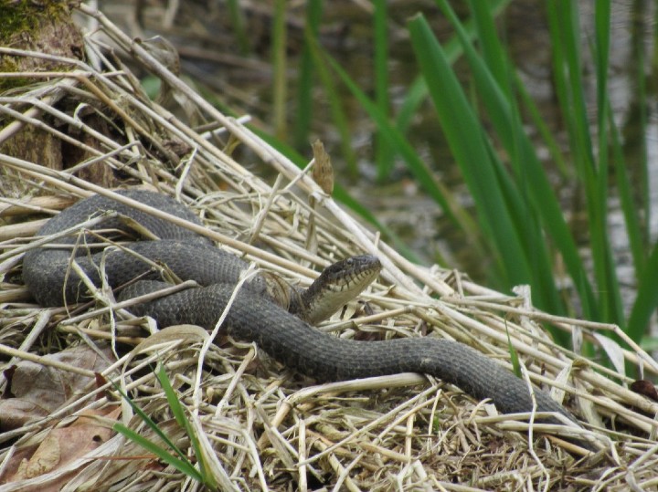  Northern Water Snak